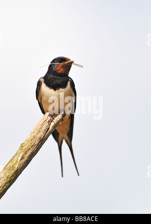 Swallow. Hirundo rustica con materiale di nido. Francese: Hirondelle rustique tedesco: Rauchschwalbe spagnolo: Golondrina Común Foto Stock