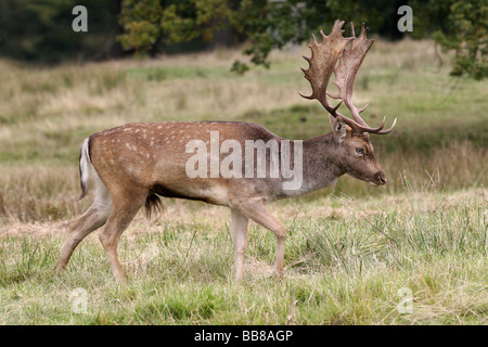 Vista laterale del Daino Buck Dama Dama sfilano in prese Rut a Lyme Park National Trust Reserve, Cheshire, Regno Unito Foto Stock