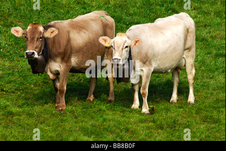 Hornless Svizzero marrone vacche da latte, Svizzera, Europa Foto Stock