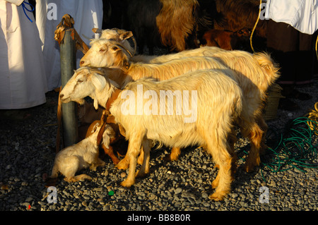 Capre in vendita presso il Nizwa mercato di capra, il sultanato di Oman Foto Stock