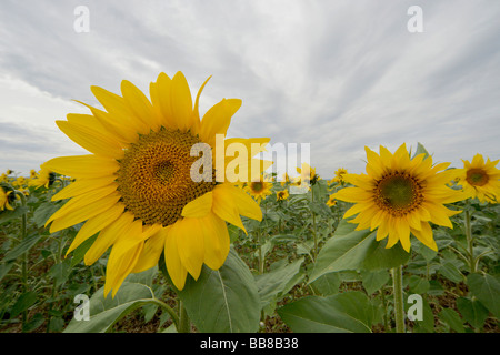 Girasoli prese con un obiettivo grandangolare contro il cielo, Suedburgenland, Austria, Europa Foto Stock