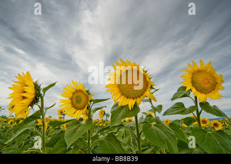 Girasoli prese con un obiettivo grandangolare contro il cielo, Suedburgenland, Austria, Europa Foto Stock
