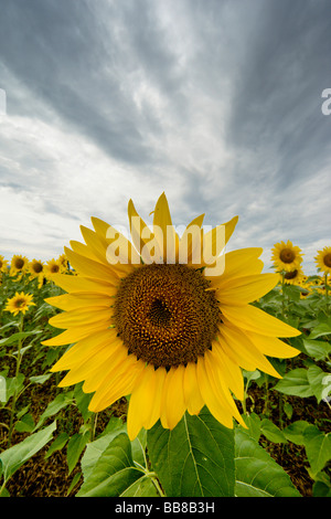 Girasoli prese con un obiettivo grandangolare contro il cielo, Suedburgenland, Austria, Europa Foto Stock