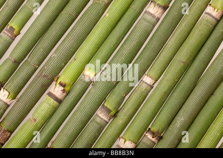 Equiseto, diversi culms in diagonale Foto Stock