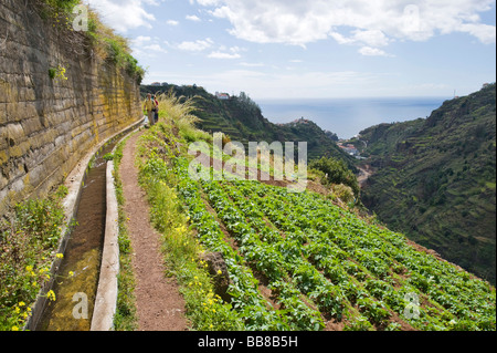 Grafico di vegetali su Levada Moinho, Madeira, Portogallo Foto Stock