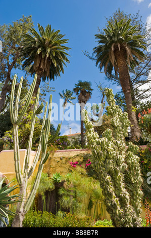 I cactus e le palme in un giardino botanico, Jardim Botanico, Funchal, Madeira, Portogallo Foto Stock