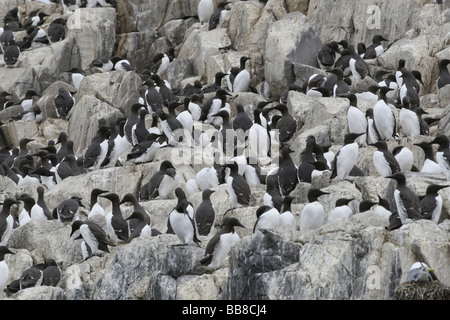 La colonia dei Guillemots comune Uria aalge su isole farne, Northumberland, England, Regno Unito Foto Stock