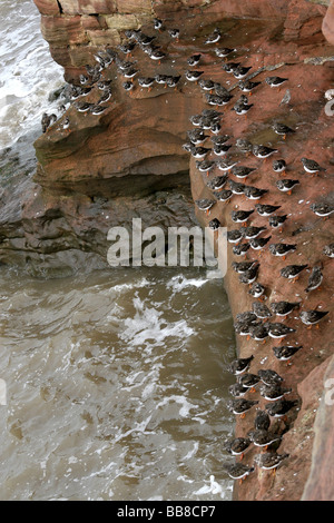 Gregge di Ruddy Turnstones Arenaria interpres raccolte sulle rocce di arenaria su Hilbre Island, il Wirral, England, Regno Unito Foto Stock