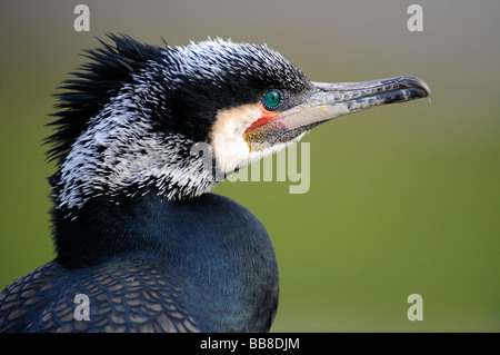 Cormorano (Phalacrocorax carbo) Foto Stock