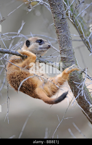 Meerkat (Suricata suricatta), giovane animale, salendo un ramo, slittamento Foto Stock