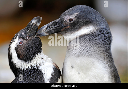 I Penguins africani, nero-footed o pinguini Jackass pinguini (Spheniscus demersus), accarezzando Foto Stock