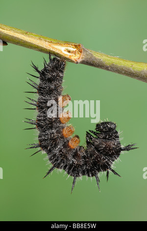 Camberwell Beauty Larva - Nymphalis antiopa - Pronto per il cambiamento in un pupa Foto Stock