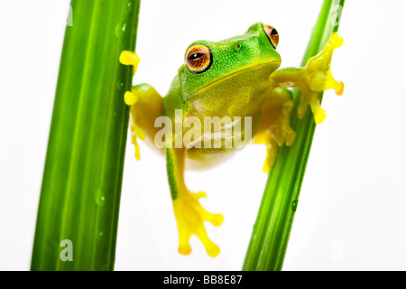 Piccolo VERDE RAGANELLA tenendo a Erba Foto Stock