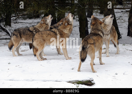 Pack di Lupi Grigi (Canis lupus) ululati durante il periodo di rut Foto Stock