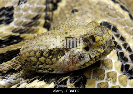 Legname, rattlesnake rattlesnake Canneto, nastrati rattlesnake (Crotalus horridus atricaudatus) Foto Stock