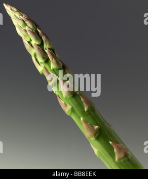 Singola punta di asparagi Foto Stock