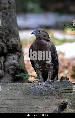 Falco Pecchiaiolo (Pernis apivorus) Foto Stock