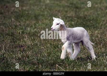 Un solitario neonato agnello a molla in un campo Foto Stock