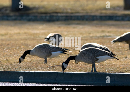 Oche del Canada overpopulate un parco a Boise Idaho USA Foto Stock