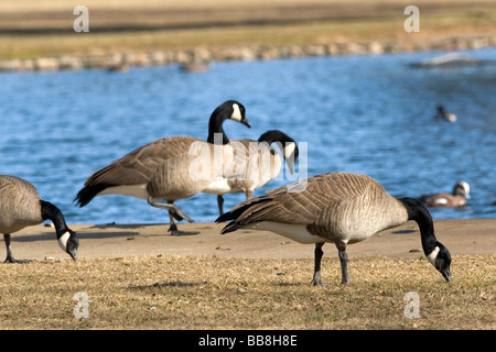 Oche del Canada overpopulate un parco a Boise Idaho USA Foto Stock