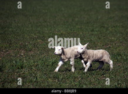 Due agnelli giovani di giocare in un campo in Steeple Bumstead sull'Essex Suffolk confini Foto Stock