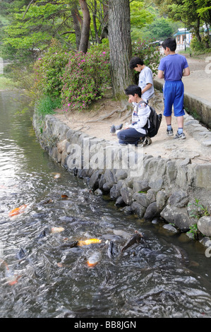 Alimentazione bambini carpa (Cyprinus carpio L.) Takaraga ike-Mare, Kyoto, Giappone, Asia Foto Stock