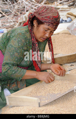 Donna Ladakhi pulizia di orzo, oasi cittadina Diskit, Valle di Nubra, Ladakh, India, l'Himalaya Foto Stock