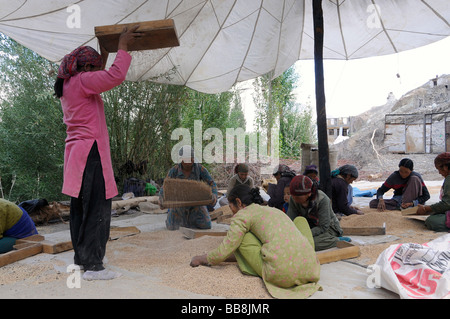 Donne Ladakhi pulizia di orzo, oasi cittadina Diskit, Valle di Nubra, Ladakh, India, l'Himalaya Foto Stock