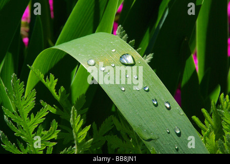 Wassertropfen auf Blatt waterdrop sulla lamina 01 Foto Stock