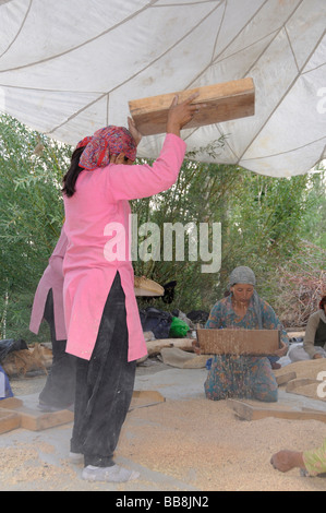 Donne Ladakhi pulizia di orzo, oasi cittadina Diskit, Valle di Nubra, Ladakh, India, l'Himalaya Foto Stock