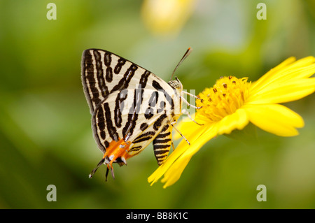 Butterfly (Spindasis syama) e fiore, Taiwan, Asia Foto Stock