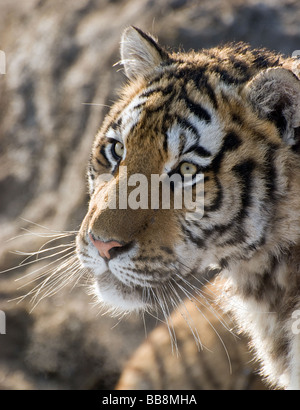 Testa di una tigre siberiana Foto Stock