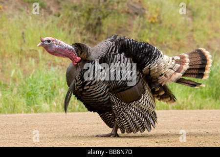 Wild Tom Turchia Gobbling Foto Stock