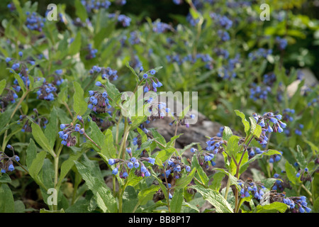 Comfrey russo (Symphytum x uplandicum) Foto Stock