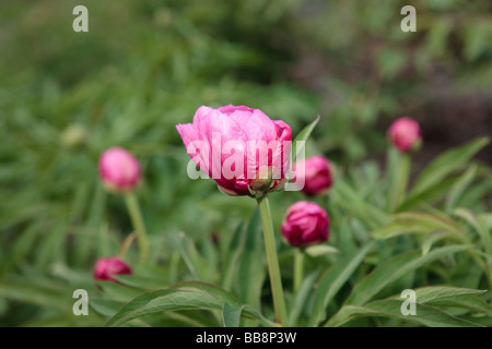 Peonia comune (Paeonia officinalis) Foto Stock