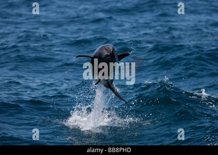 Tursiope tursiops truncatus Großer Tümmler salta in mare di Cortez Baja California Messico Foto Stock