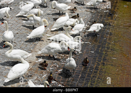 Cigni e anatre sul lago di Zurigo, Svizzera, Europa Foto Stock