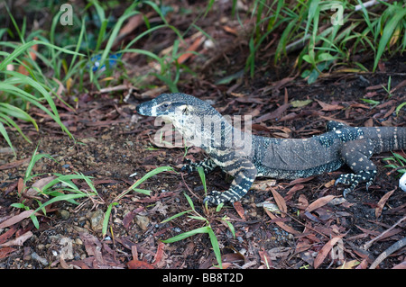 Monitor di merletto o Pizzo Goanna lucertola Coffs Harbour regione NSW Australia Foto Stock