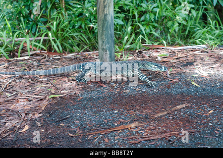 Monitor di merletto o Pizzo Goanna lucertola Coffs Harbour regione NSW Australia Foto Stock