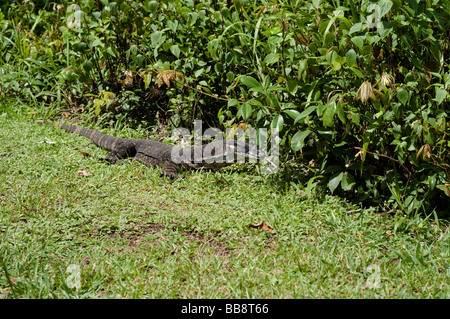 Monitor di merletto o Pizzo Goanna lucertola Coffs Harbour regione NSW Australia Foto Stock