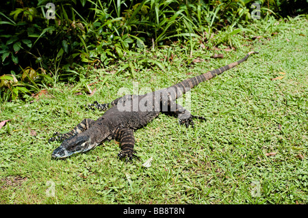 Monitor di merletto o Pizzo Goanna lucertola Coffs Harbour regione NSW Australia Foto Stock