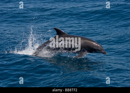 Tursiope tursiops truncatus Großer Tümmler salta in mare di Cortez Baja California Mexiko Foto Stock