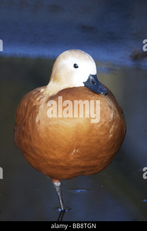 Wildfowl.Sheldgeese.Ruddy Shelduck 'Tadorna ferruginea' femmina in piedi in una piscina d'acqua. Foto Stock