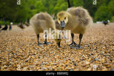 West Sussex, Regno Unito. Coppia di Canada Goose Goslings in cerca di cibo con uno di guardare direttamente la fotocamera. Nome latino Branta canadensis Foto Stock