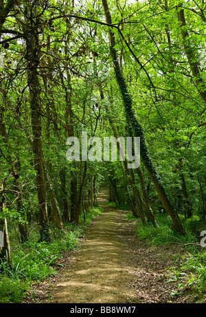 Sole che splende attraverso gli alberi su via attraverso boschi Binsted, West Sussex, Regno Unito Foto Stock