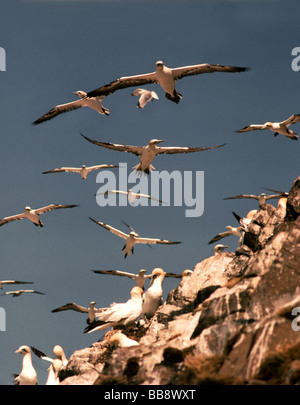 Uccelli marini;sule;(Sula bassanus) non-volatili da riproduzione{Il Club }volare intorno alla colonia per tutta la giornata. Bass Rock.a largo della costa vicino a North Berwick,Scozia Scotland Foto Stock