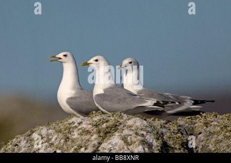 Un gruppo di tre comuni gabbiani (Larus canus) su una roccia sul isola di North Uist, Western Isles, Scotland, Regno Unito Foto Stock