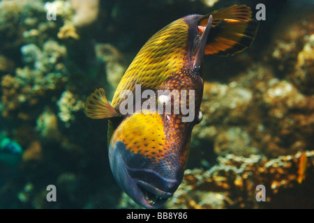 Titan Pesci balestra - Balistoides viridescens - Balistidae - Coral Reef nel Mar Rosso Foto Stock