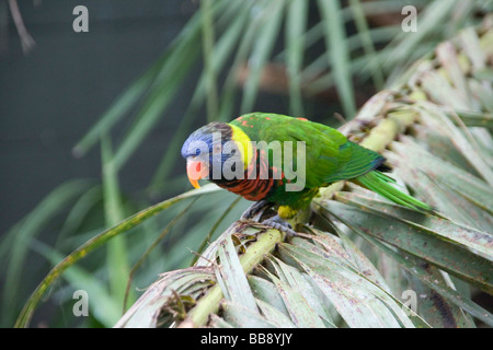 Colorato Rainbow Lorikeet Foto Stock