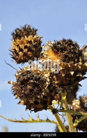 Piante secche di Cardoon a Fontevraud-l'Abbaye, Maine-et-Loire, Pays de la Loire. Francia. Europa. Foto Stock